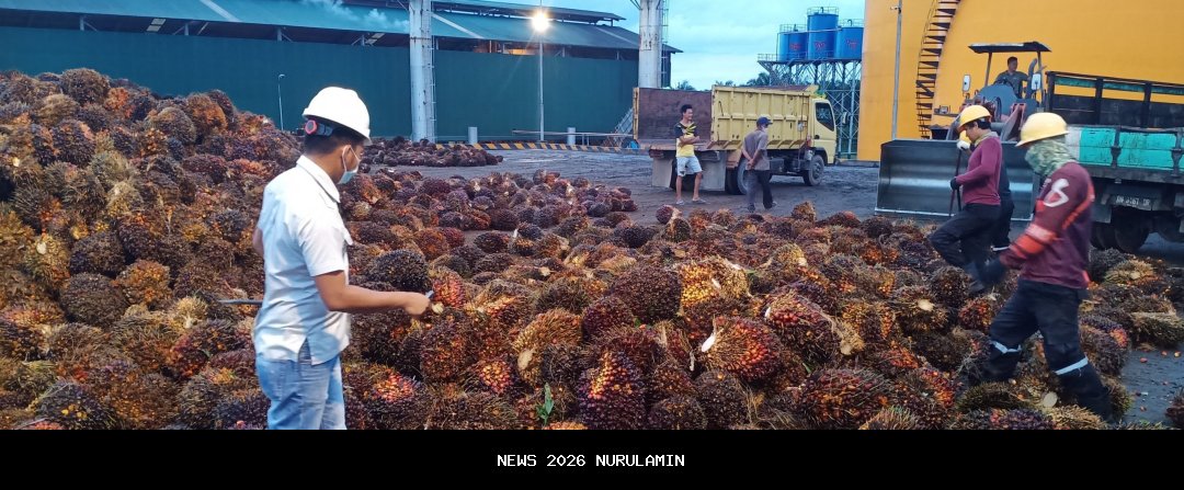 Usaha Sawit Ramah Lingkungan Ciptakan Lapangan Kerja di Belitung Timur