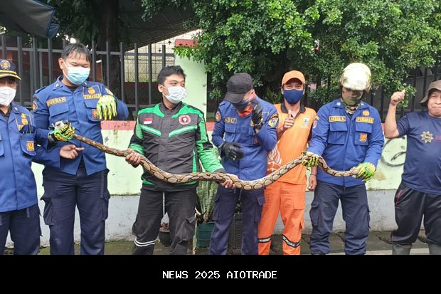 Damkar Kotim: Bisa Tangkap Ular, Selamatkan Anjing, dan Atasi Pohon Tumbang