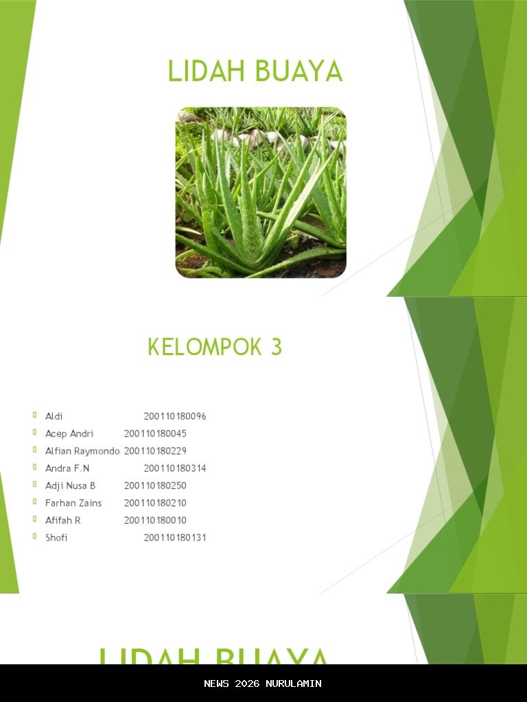 Cara Mengobati Luka Lambung dan Pendarahan Wasir dengan Lidah Buaya Menurut Dr Zaidul Akbar