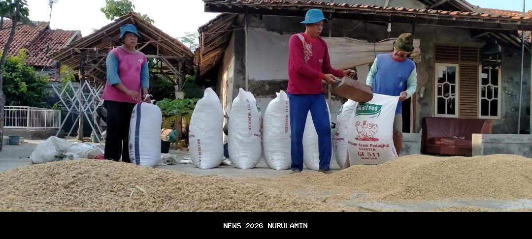 Masuki Musim Panen, Harga Gabah di Indramayu Stabil