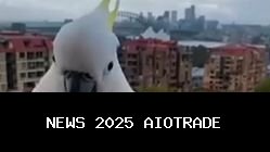 Kakatua Jambul Kuning Melimpah, Tapi Dianggap Hama oleh Warga Australia