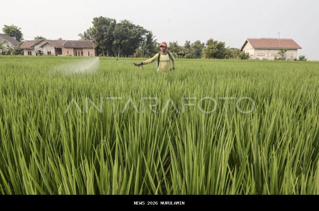 Alih Fungsi Lahan Sawah Morowali Mengkhawatirkan, Tinggal 3.200 Hektare