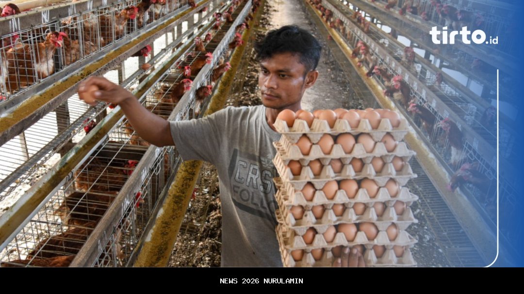 Kemenko Pangan Kunjungi Sorong, Pantau Penyebab Kenaikan Harga Telur dan Ayam