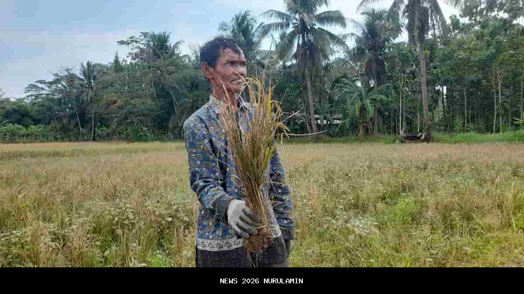Petani Banjarnegara Kehilangan Panen Akibat Jebolnya Tanggul Irigasi Siwuluh