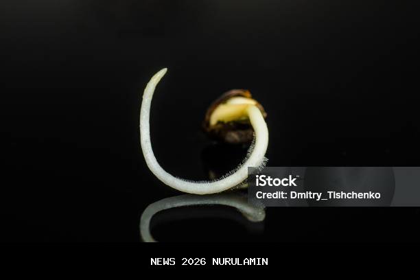 Jejak Benih Ganja Mojongapit yang Menyebar ke Luar Negeri