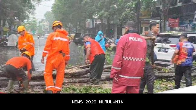 Hujan Angin di Bondowoso Tumbangkan Pohon dan Putuskan Kabel Listrik