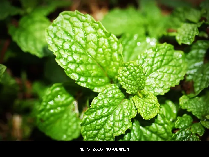 Daun Mint: Pembersih Napas dan Penenang Pikiran