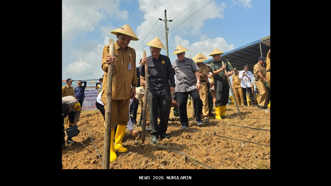 Pemkab Manokwari dan Kementan Tanam Padi Gogo di Lahan Sawit
