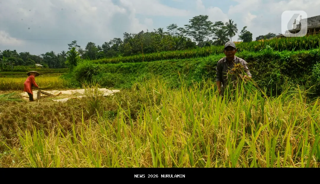 Harga Gabah Melonjak Saat Panen, Petani Indramayu Bersuka Cita