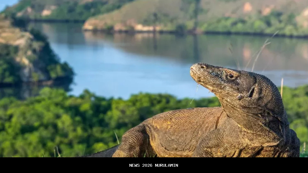 Manggarai Timur: Surga Hewan Purba dan Pantai Tersembunyi yang Harus Dikunjungi
