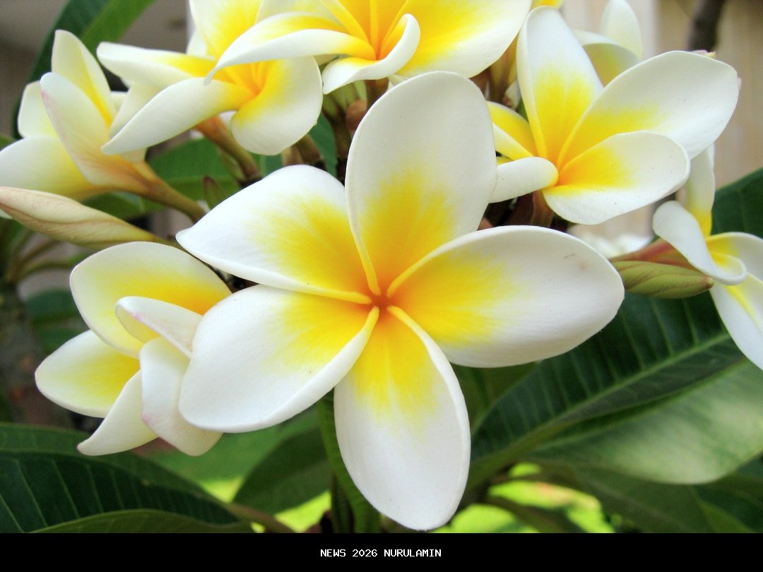 Bunga Berkhasiat untuk Obat dan Makanan