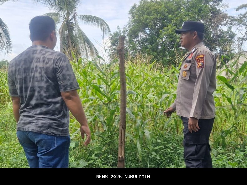 Lahan Tambang Paser Jadi Sentra Jagung, Dukung Ketahanan Pangan Nasional