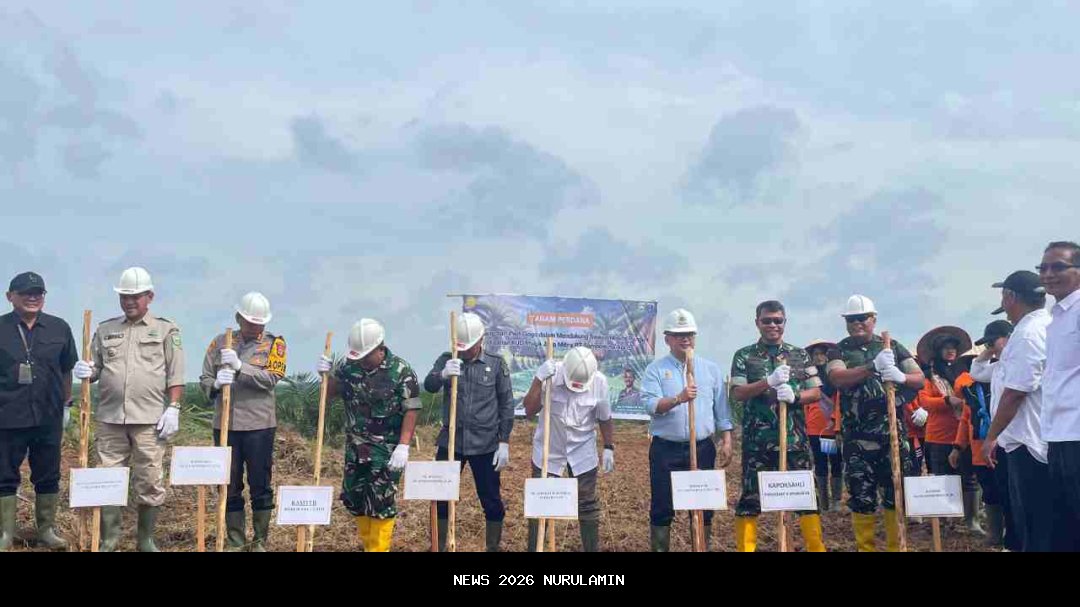 Pemkab Manokwari dan Kementan Kembangkan Padi Gogo di Lahan Sawit