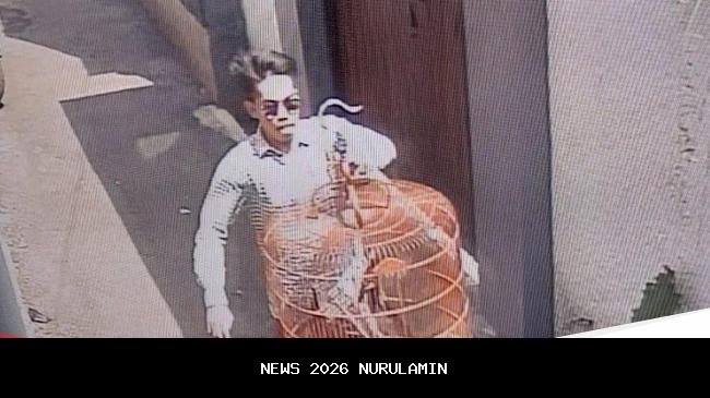 Pria dan Anak di Sragen Terancam 7 Tahun Penjara Usai Curi Burung Murai Batu Rp15 Juta