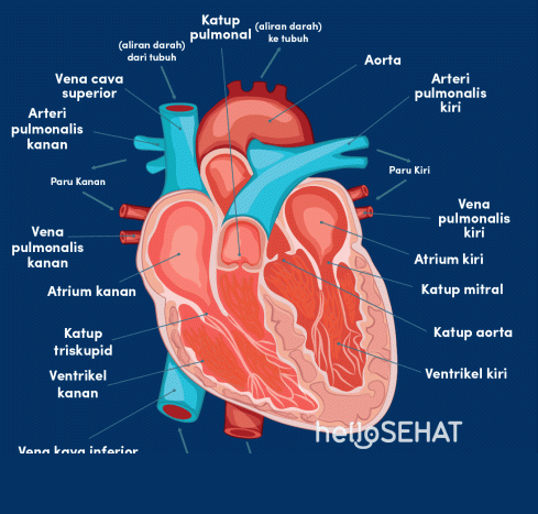 Jantung Napoli Berdebar: Menanti Kabar De Bruyne yang Cedera