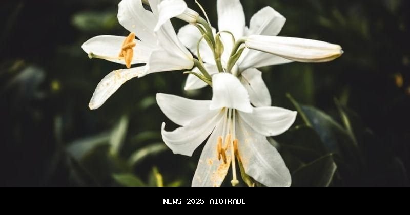 6 Tanaman Hias Bunga Putih yang Menawan untuk Ruangan Lebih Indah