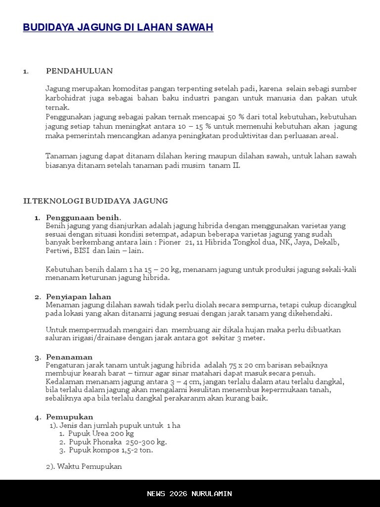 20 Hektar Lahan Tambang di Paser Dijadikan Sawah Jagung