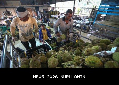 Durian Musang King Dikembangkan Hartono Soekwanto di Bandung Barat dengan Teknologi Malaysia