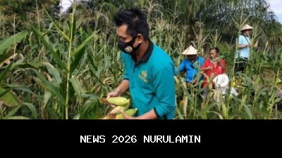 Polres Sambas dan Warga Panen Jagung Kuartal IV di Desa Sungai Baru Teluk Keramat