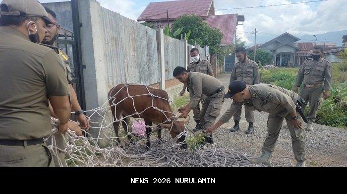 Warga Tanjung Babia Siap Bantu Satpol Tertibkan Sapi Liar, Kritik Denda Tak Efektif