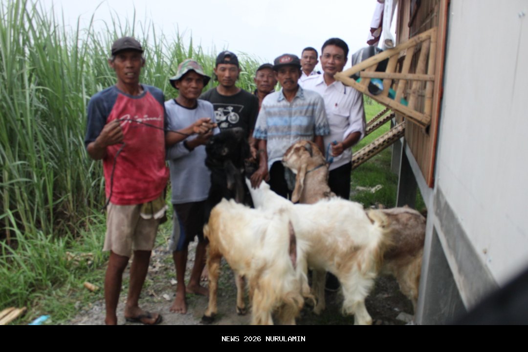 Desa Cisaat Wujudkan Ketahanan Pangan Melalui Peternakan Kambing