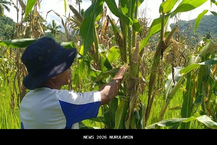 Ratusan Hektar Padi Kuningan Diserang Hama, 12,4% Terinfeksi