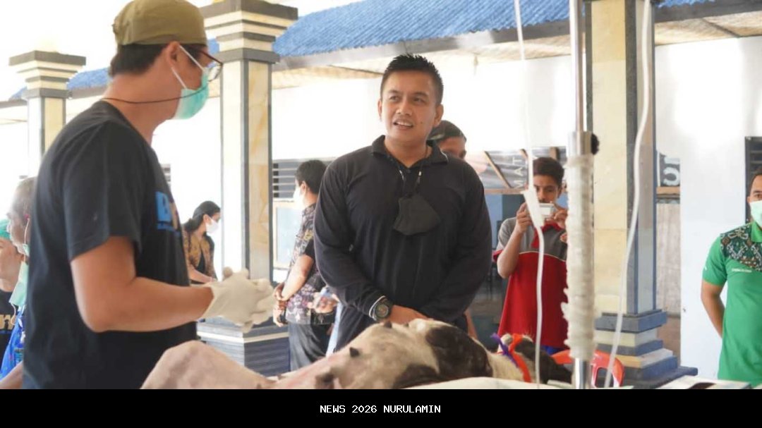 Cegah Rabies, Pemerintah dan Warga Bersihkan Anjing Liar di Wejang Mawe Manggarai Timur