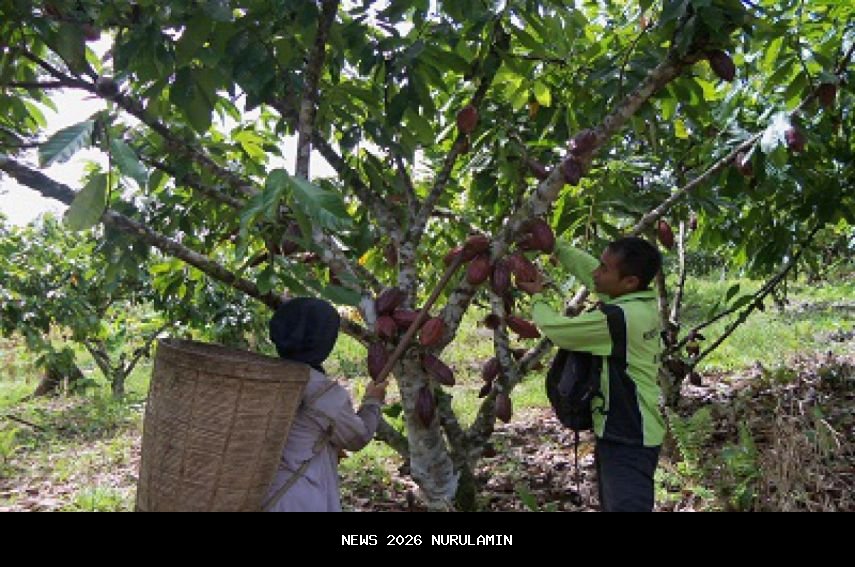 Kementerian UMKM Usung Parigi Moutong Jadi Pusat Kakao Rakyat di Timur Indonesia