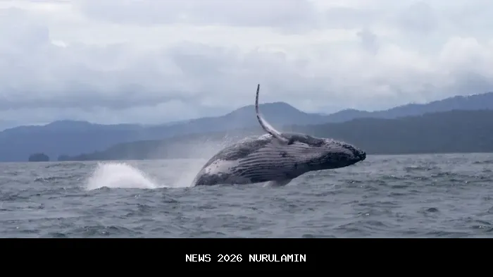 Bisakah paus mengumpulkan koin alt penny, menyebut MUTM sebagai kripto paling murah untuk pertumbuhan 400%