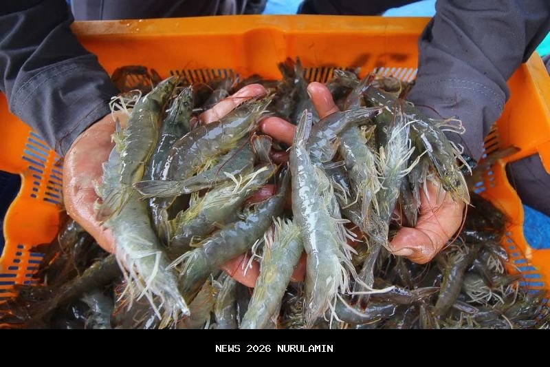 Satgas Cs-137 Pastikan Udang Indonesia Tak Dilarang di AS