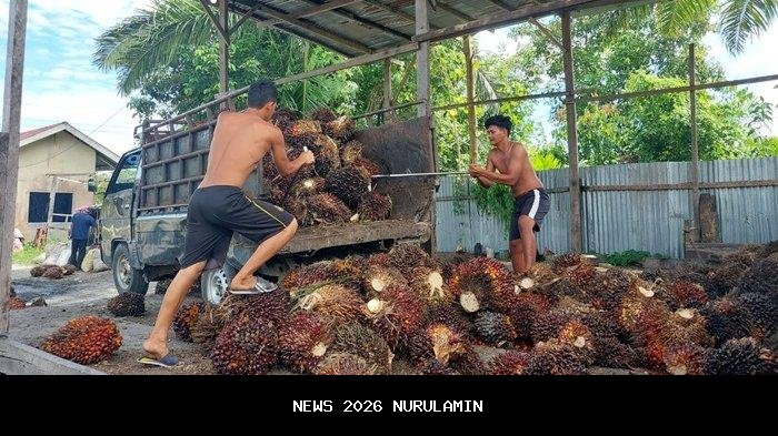 Harga Kelapa Sawit Petani Aceh Singkil Turun, Ini Harganya