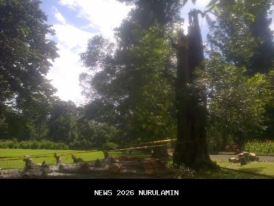 Kronologi Pohon Tumbang yang Menewaskan Harry Nugroho Prasetyo di Pondok Indah