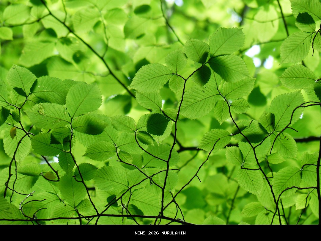 Daun Kemangi: Penenang Hati dan Pembasmi Bakteri!