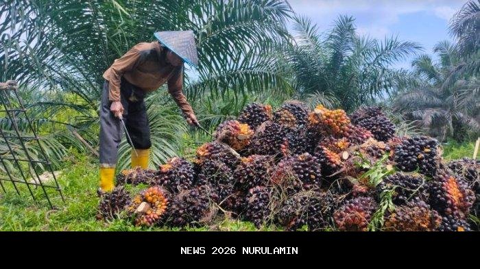 Turun, Harga Sawit Jambi Hari Ini Rp 3.606 per Kg
