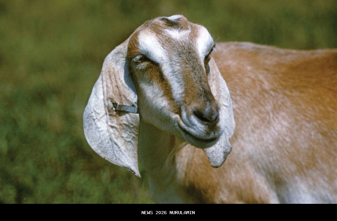 GOAT! Ronaldo Cetak Gol ke-950, Bantu Al-Nassr Rekor Sempurna