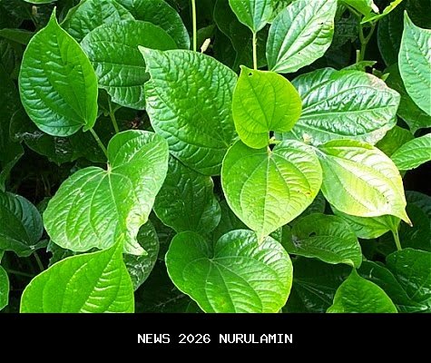 Daun Tutupi Jalan Nasional Aceh Tenggara-Gayo Lues, Jalur Licin dan Berlumut