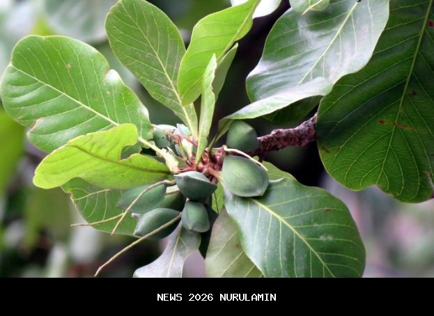 Ketapang Heboh: Puluhan Siswa SD Benua Kayong Keracunan MBG, Menu Hiu Filet dan Tahu Goreng