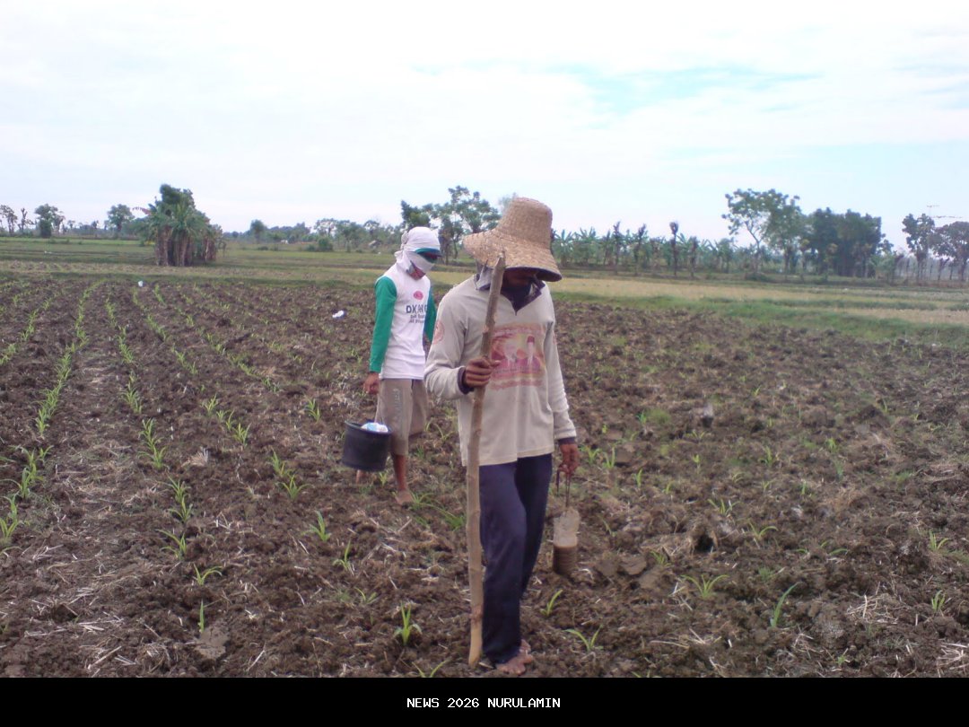 Bripka Taufiq Akbar Bantu Petani Tanam 15 Kg Bibit Jagung di Lahan 2 Hektar Sigi, Tingkatkan Ketahanan Pangan