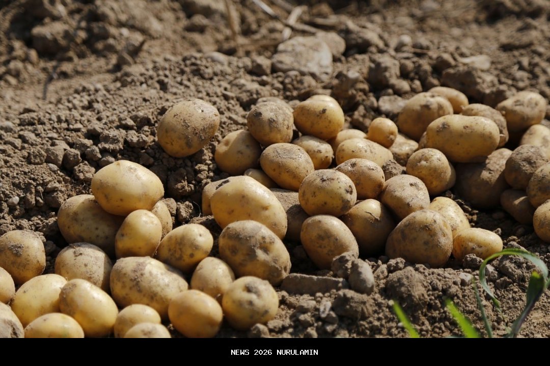 5 Resep Cemilan Kentang Enak dan Mudah: Solusi Ngemil Hemat, Kenyang, dan Praktis!