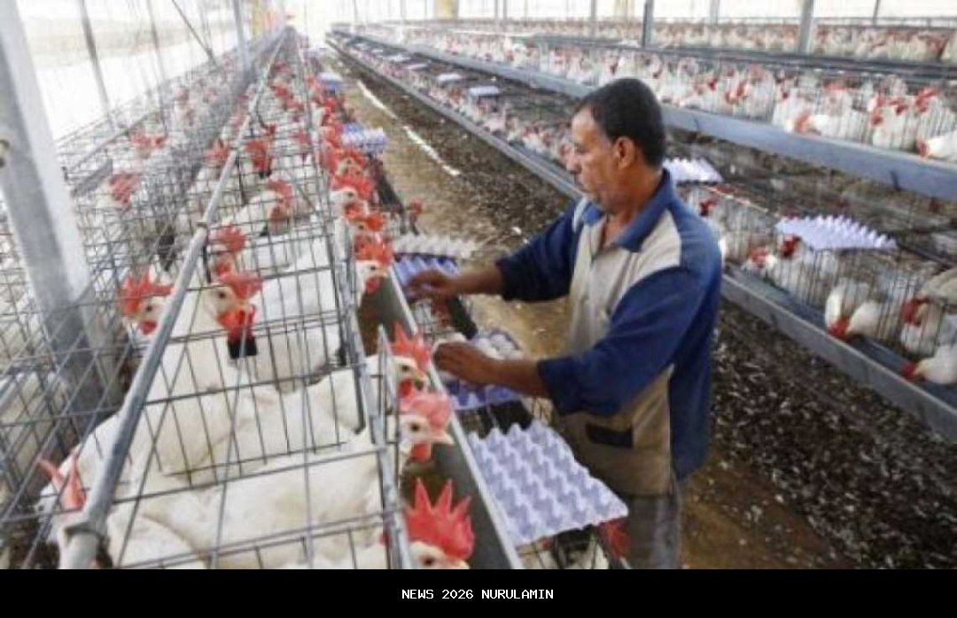 Uni Eropa Kembali Impor Daging Ayam Brasil Setelah Wabah Flu Burung