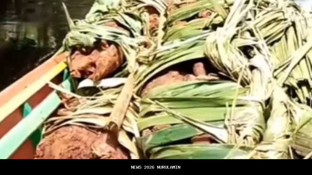 Tradisi Berburu Kayu Gaharu di Hutan Papua: Warisan Alam yang Penuh Tantangan