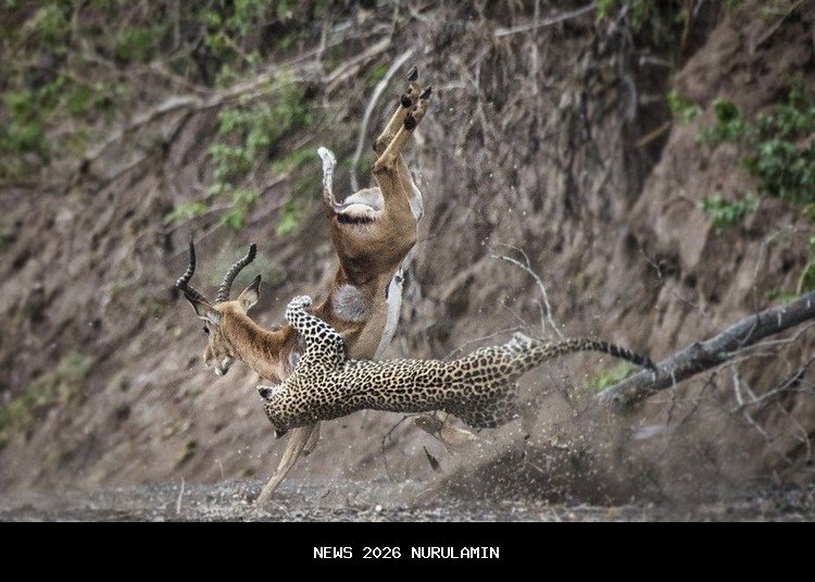 10 hewan imut yang ganas saat berburu, jangan terkecoh penampilannya!