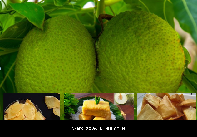 Sukun Viral! 5 Manfaat Ajaib Buah Sultan dalam Kesehatan