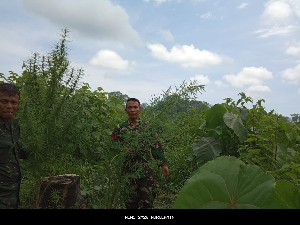 Awalnya Laporan Warga, Kodim 0205/TK Temukan Ladang Ganja di Merek