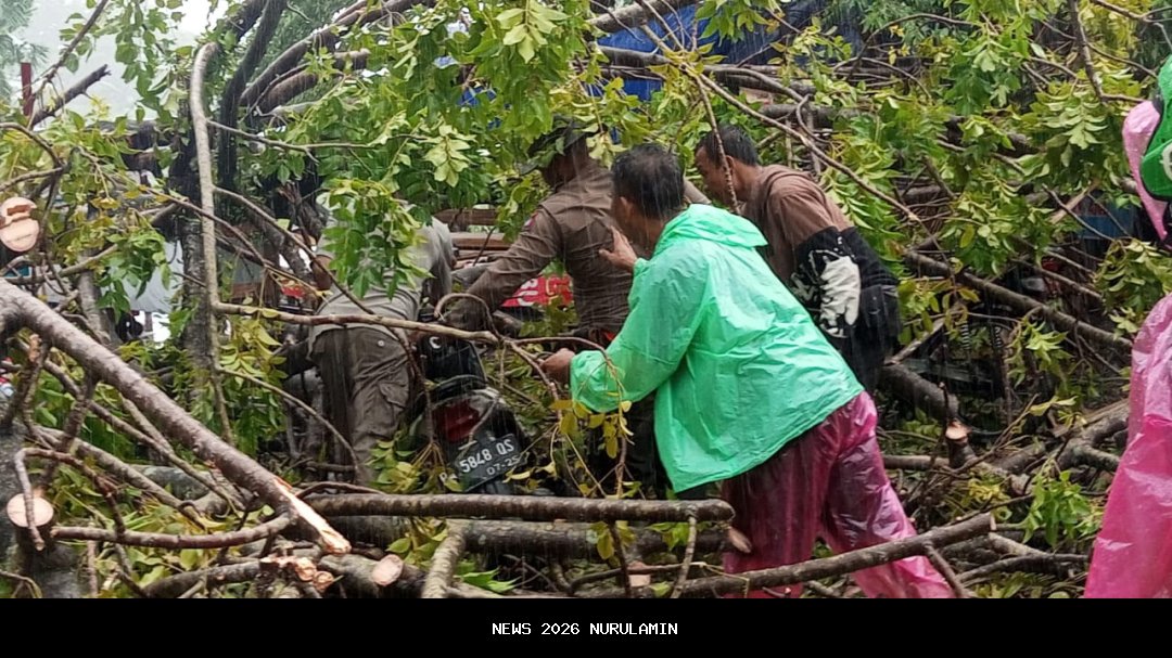 Pohon Tumbang Timpa Rumah dan Kendaraan di Padang Akibat Hujan Kencang