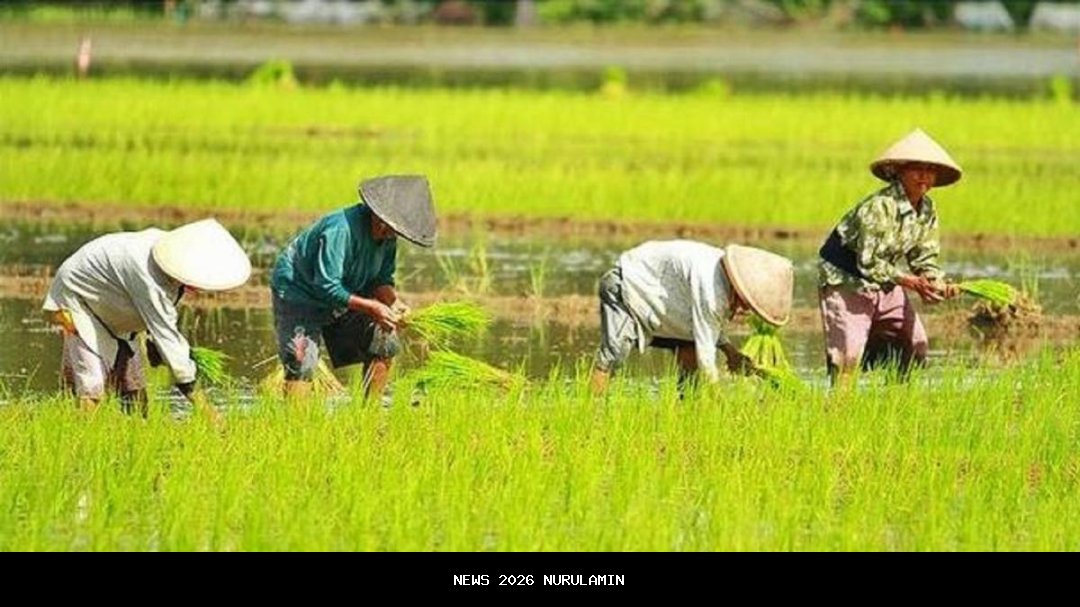 Petani Sedong Kidul Antusias Ikuti Program JUT Distan Cirebon