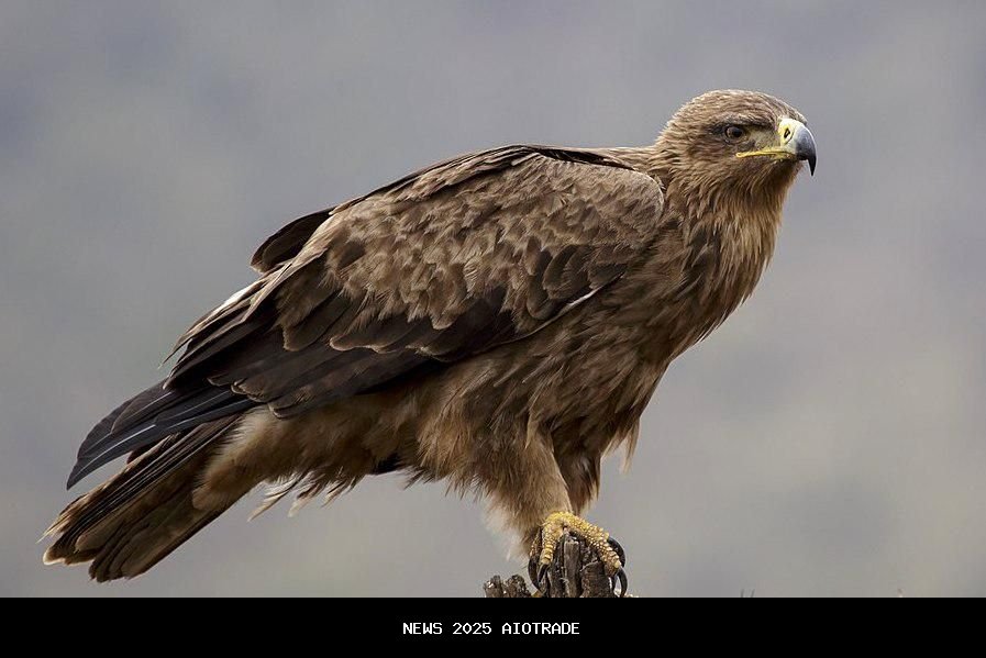 7 fakta menarik burung elang cokelat, pemakan bangkai yang jarang diketahui