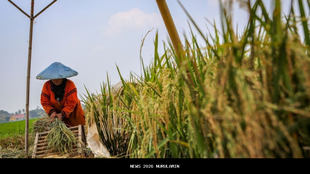 Festival Manggaia Fanga Tatanusi: Kebangkitan Pangan Lokal sebagai Identitas Budaya Masyarakat Kian Darat SBT