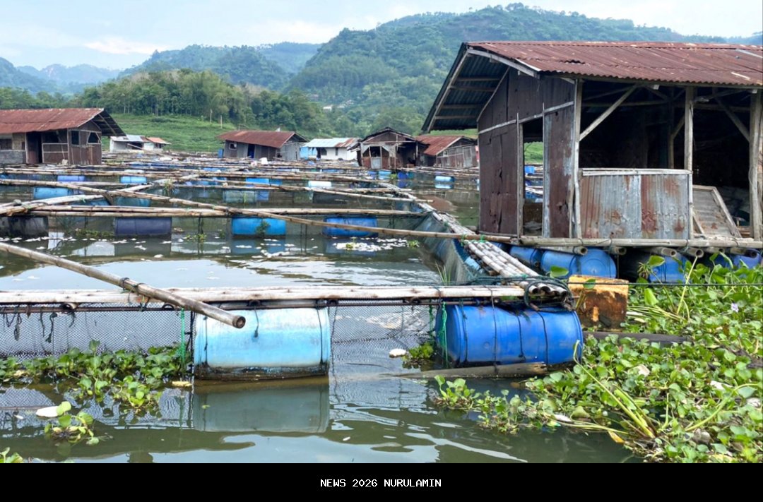 Peternak Ikan Masukkan Balok Es ke Kolam Saat Cuaca Panas Ekstrem, Ini Alasannya