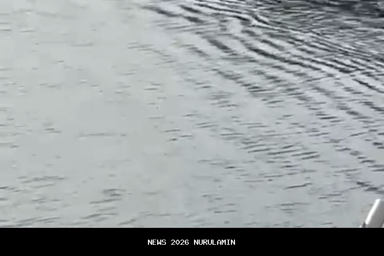 Penanganan Buaya Kini Diambil Alih KKP